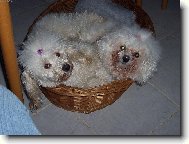 Poodle, Caniche