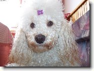 Poodle, Caniche