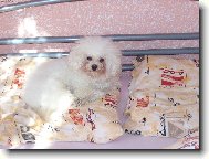 Bichon á poil frisé, Bichon Frise