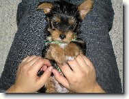Jorkšírský terier, Yorkshire Terrier,