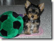 Jorkšírský terier, Yorkshire Terrier,
