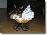 Jorkšírský terier, Yorkshire Terrier,