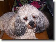 Poodle, Caniche