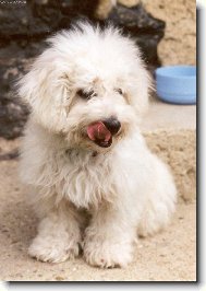 Bichon á poil frisé, Bichon Frise