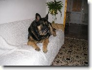 Chinese Crested Dog