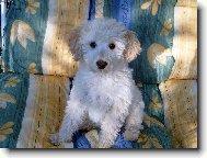 Poodle, Caniche