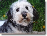 Chinese Crested Dog