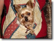 Chinese Crested Dog