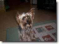 Jorkšírský terier, Yorkshire Terrier,