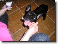 Bouledogue francais, French Bulldog