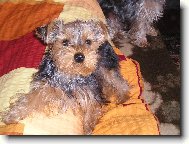 Jorkšírský terier, Yorkshire Terrier,