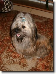 icu, Shih-Tzu