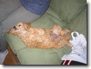 Poodle, Caniche