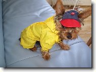 Jorkšírský terier, Yorkshire Terrier,