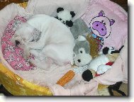 Chinese Crested Dog