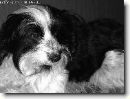 Chinese Crested Dog