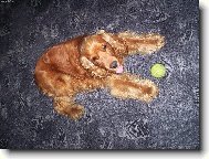 English Cocker Spaniel