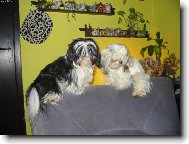 icu, Shih-Tzu