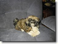 icu, Shih-Tzu