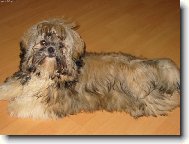 icu, Shih-Tzu