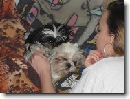 icu, Shih-Tzu