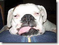 Deutscher Boxer