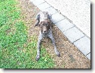 Deutscher Kurzhaariger Vorstehhund