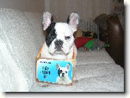 Bouledogue francais, French Bulldog