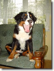 Berner Sennenhund
