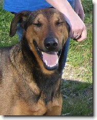 Working dog