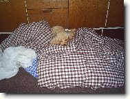 Poodle, Caniche