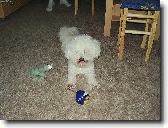 Bichon á poil frisé, Bichon Frise