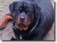 Rottweiler