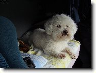 Bichon á poil frisé, Bichon Frise