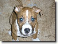 American Staffordshire Terrier