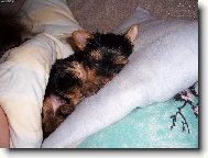 Jorkšírský terier, Yorkshire Terrier,