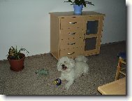 Bichon á poil frisé, Bichon Frise