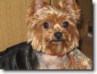Jorkšírský terier, Yorkshire Terrier,