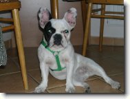 Bouledogue francais, French Bulldog