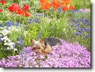 Jorkšírský terier, Yorkshire Terrier,