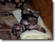 Jorkšírský terier, Yorkshire Terrier,