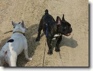 Bouledogue francais, French Bulldog