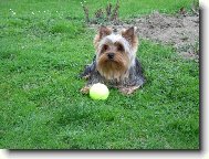 Jorkšírský terier, Yorkshire Terrier,