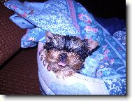 Jorkšírský terier, Yorkshire Terrier,