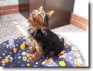 Jorkšírský terier, Yorkshire Terrier,