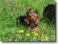 Jorkšírský terier, Yorkshire Terrier,
