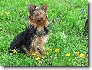 Jorkšírský terier, Yorkshire Terrier,