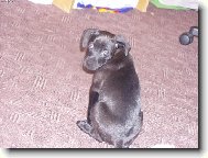 American Staffordshire Terrier