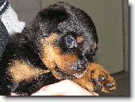 Rottweiler