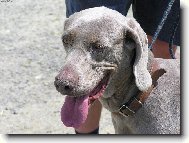 Weimaraner, Weimaraner Vorsterhund